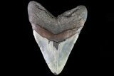 Huge, Megalodon Tooth - North Carolina #82929-2